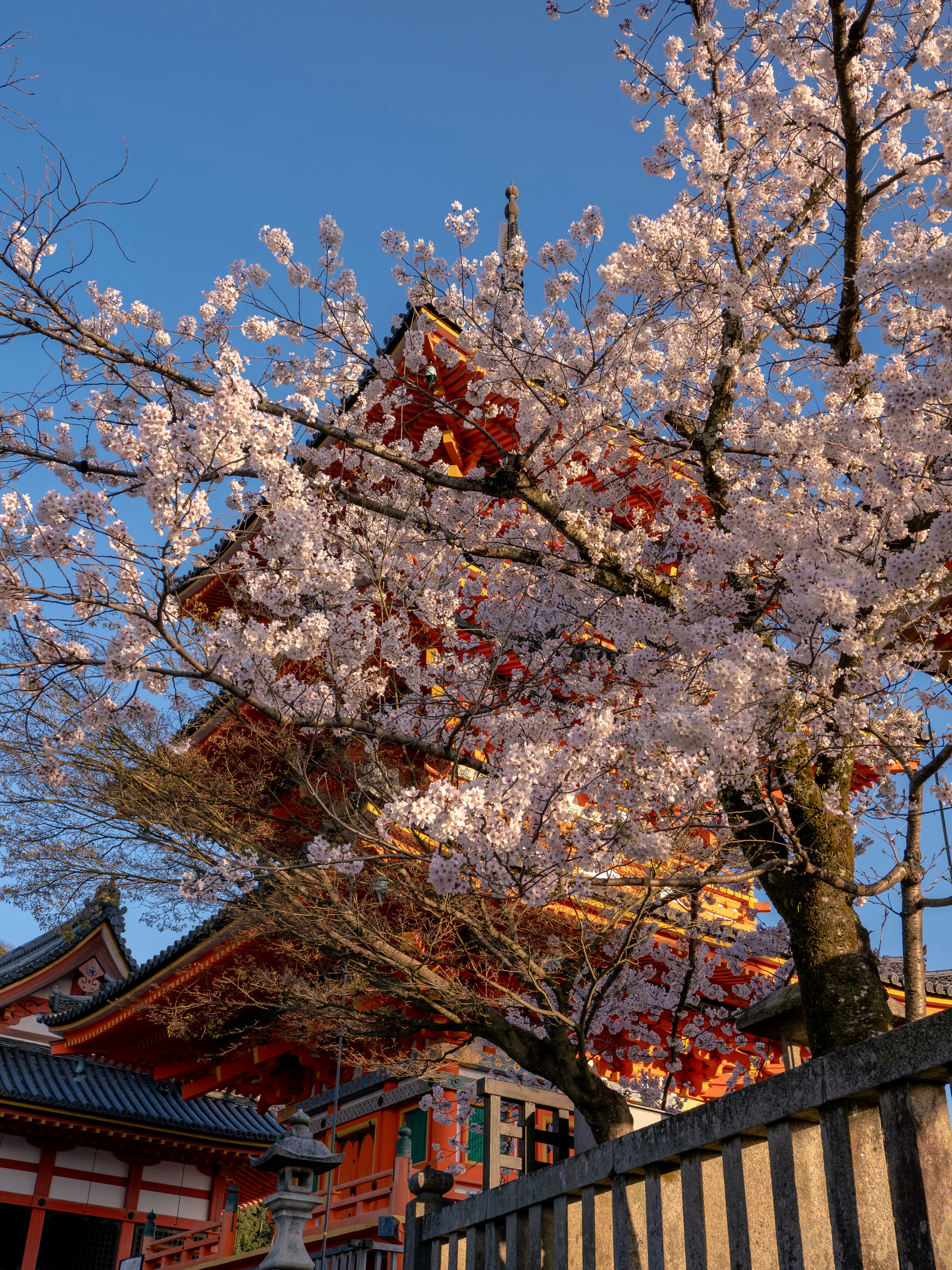 Photo by shellingfordyu