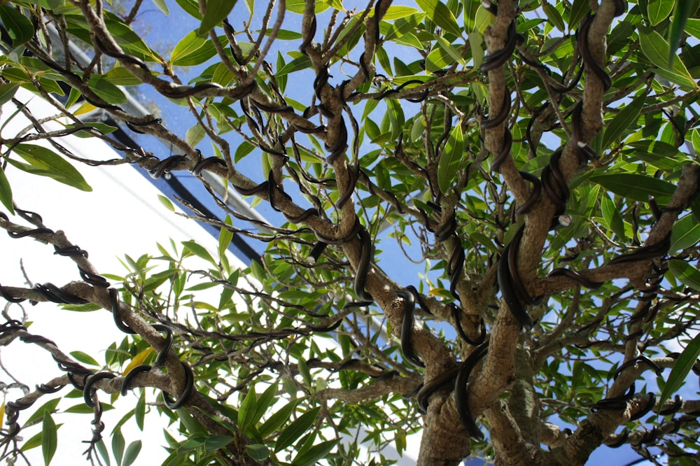 a tree with lots of green leaves on it