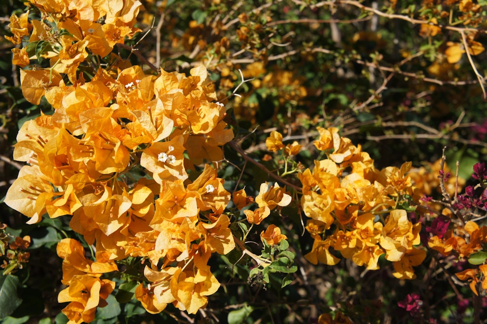 a bunch of yellow flowers that are on a tree