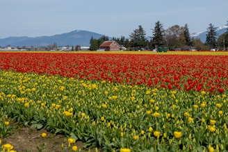 A vibrant tulip field under a clear blue sky, symbolizing Dutch roots and new beginnings.