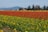 Bright tulip fields in full bloom under a clear blue sky.