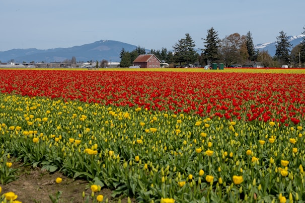 Vibrant tulip fields just outside the city bursting with reds, yellows, and purples under a bright spring sky.
