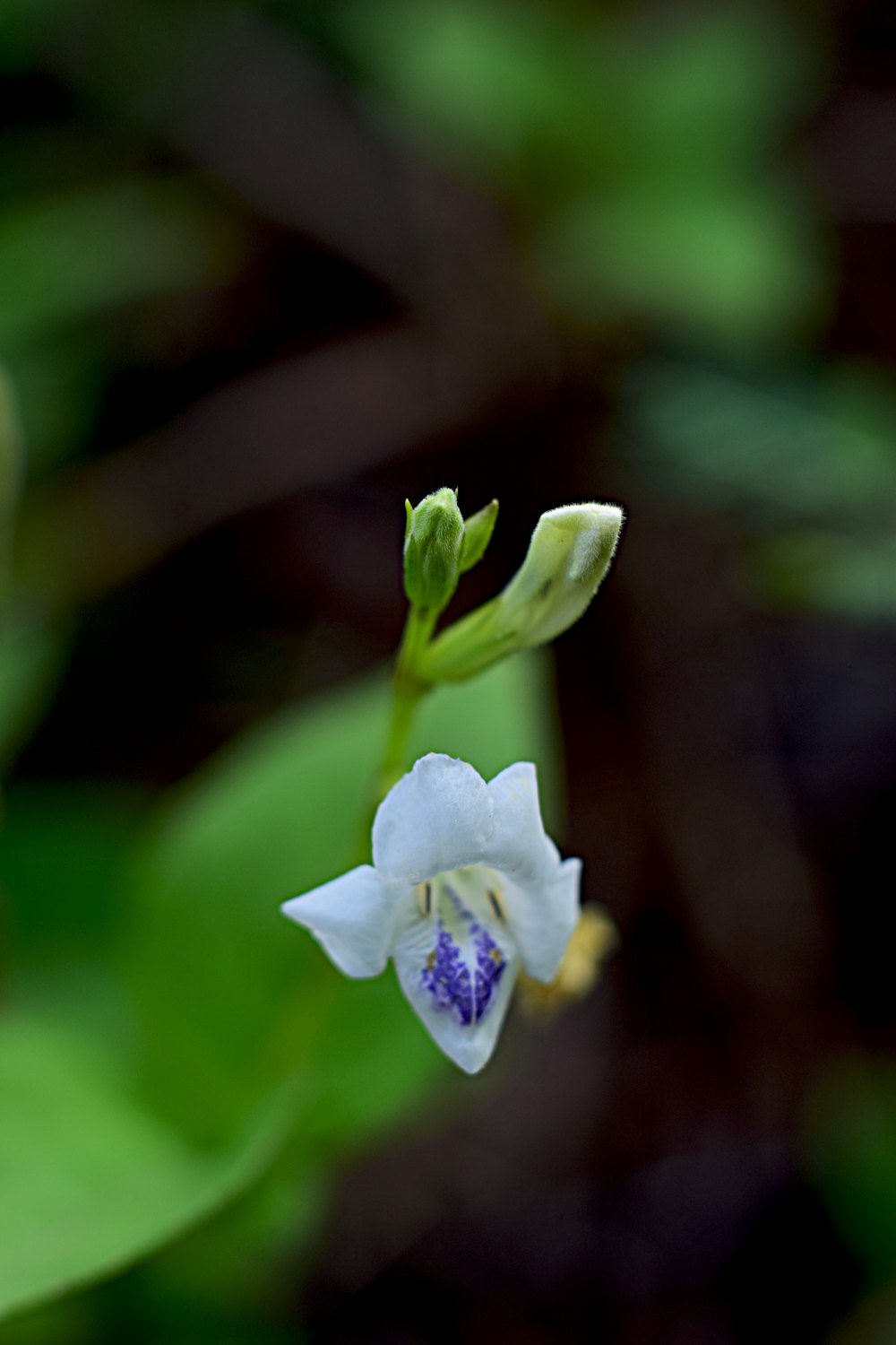 a close up of a flower with a blurry background