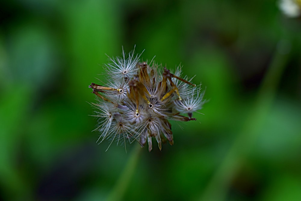 a close up of a dandelion flower with a blurry background