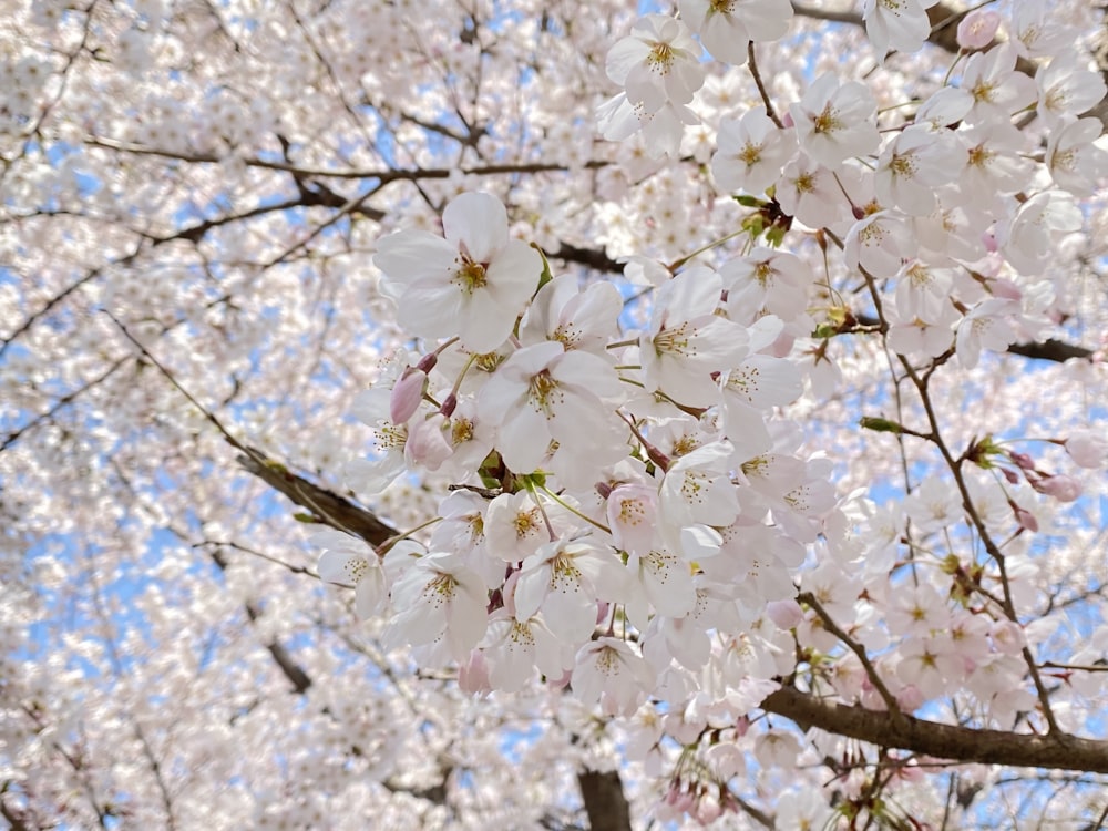 a bunch of white flowers on a tree