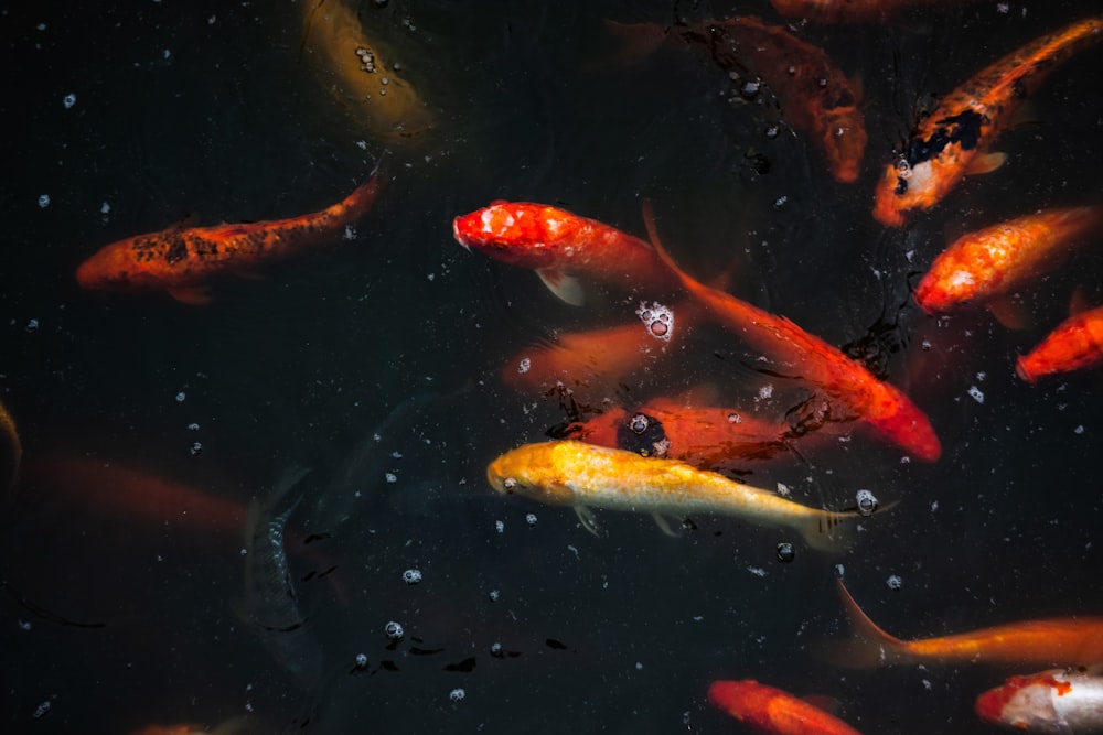 a group of fish swimming in a pond