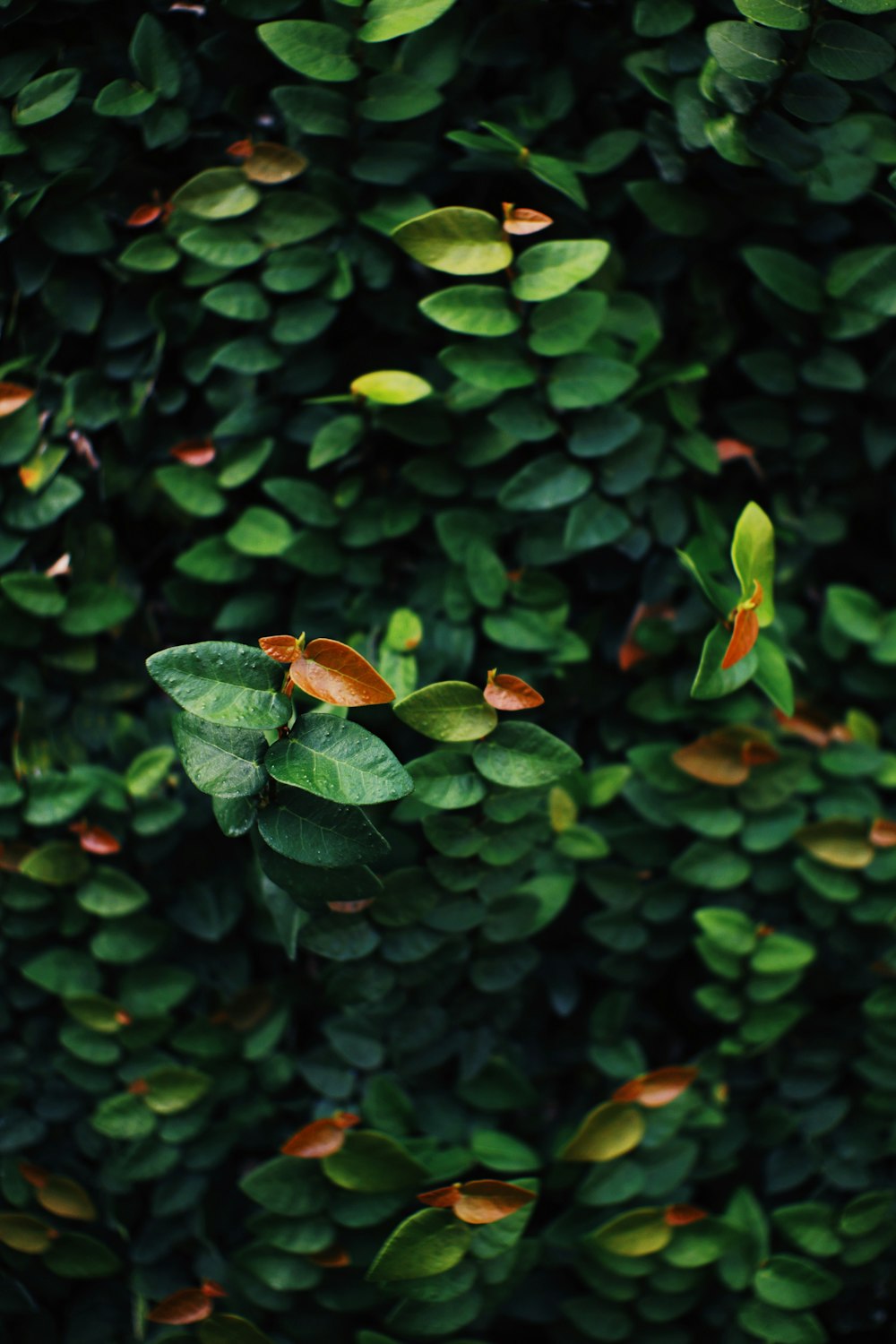 a close up of a green plant with leaves