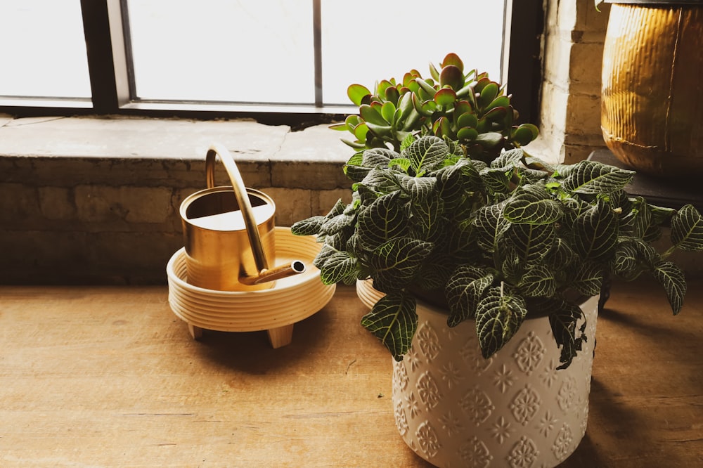 a potted plant sitting on top of a wooden table