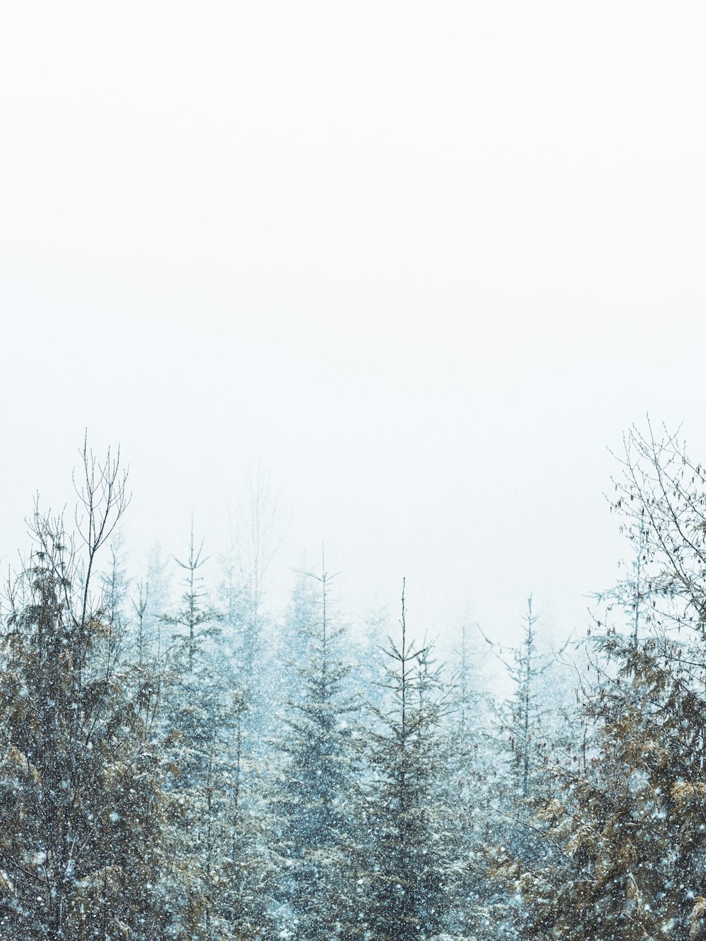 a snow covered forest filled with lots of trees