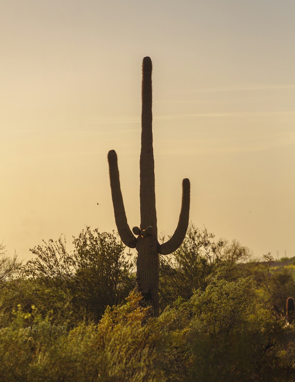 a large cactus in the middle of a field