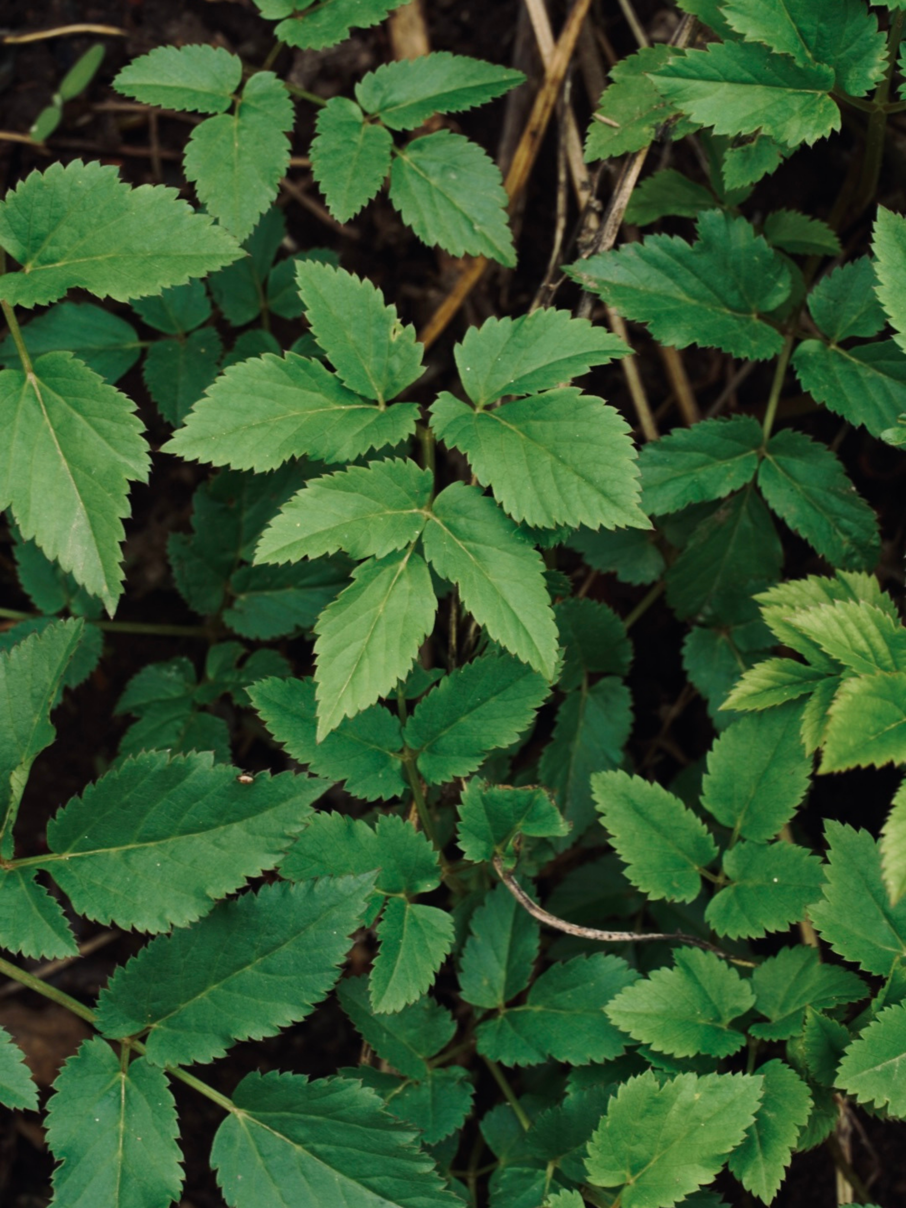 Photo by cdsaunders04