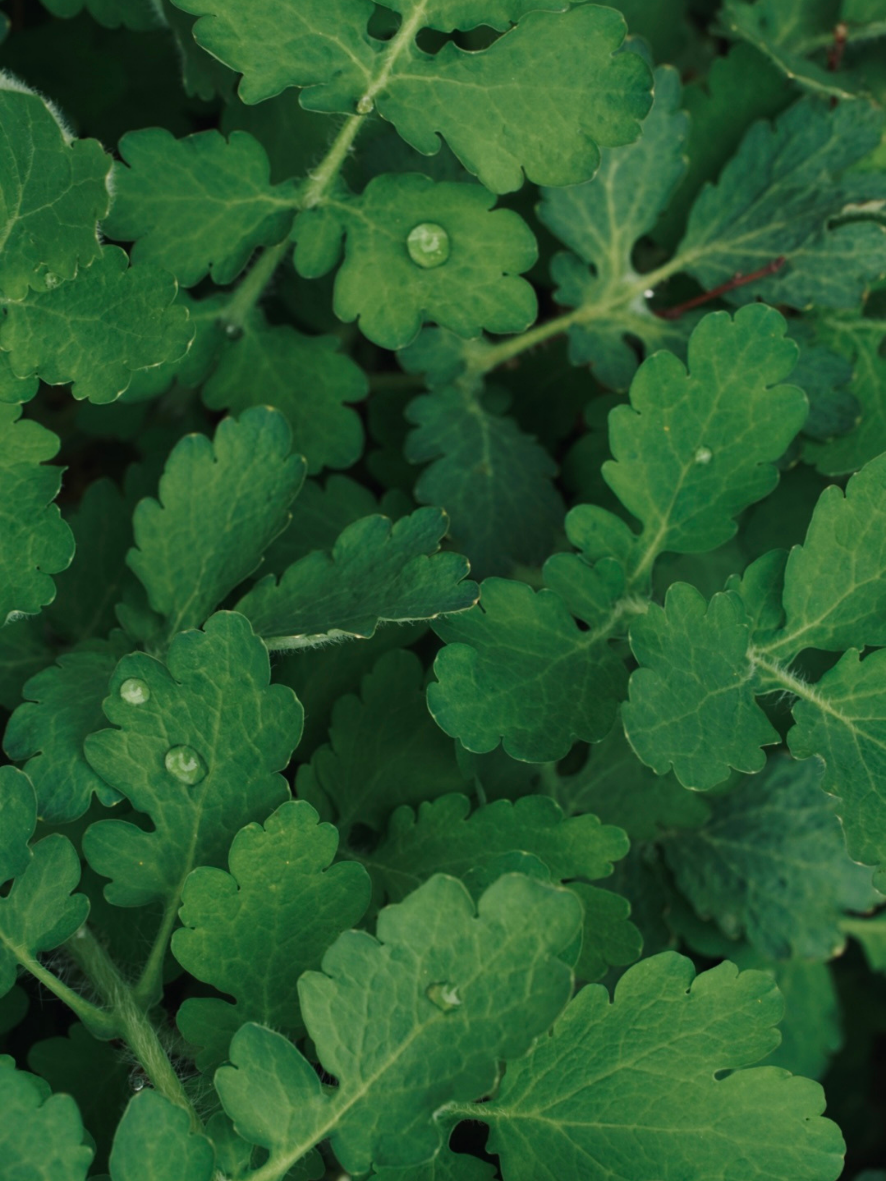 Photo by cdsaunders04