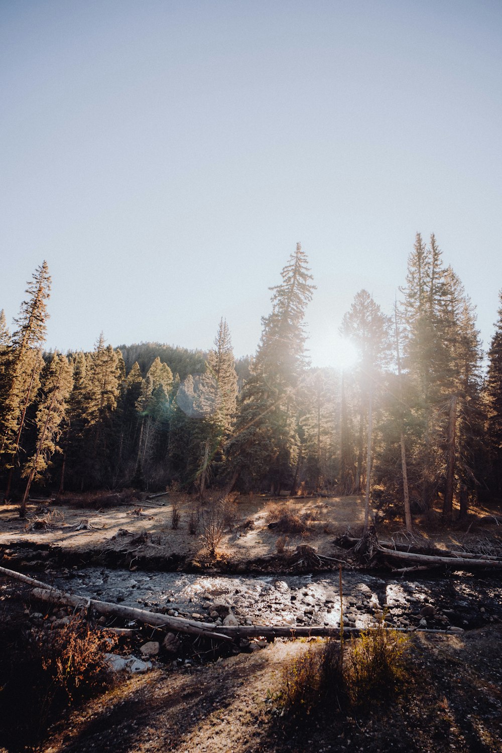 the sun shines through the trees in the forest