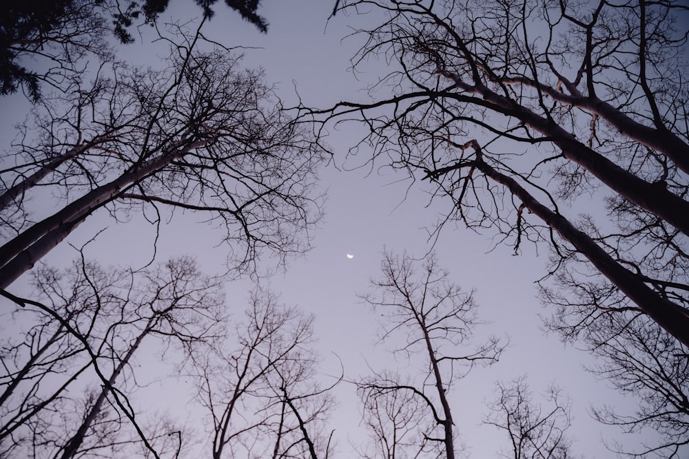 Mirando hacia las ramas de los árboles con la luna en la distancia