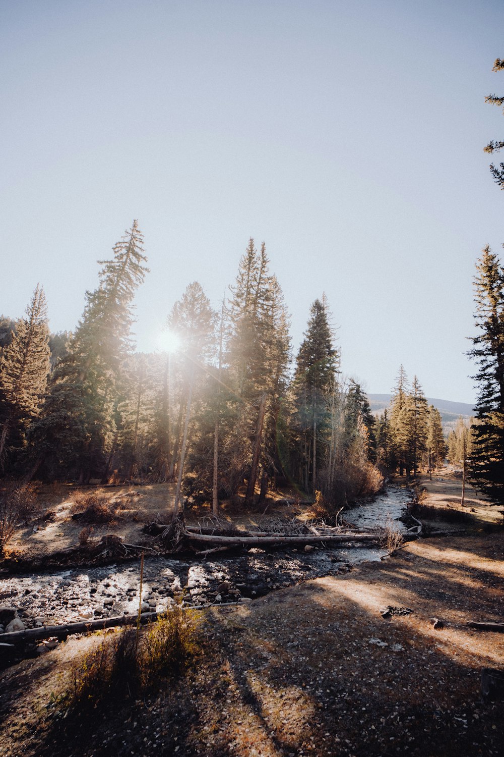 the sun shines through the trees in the forest