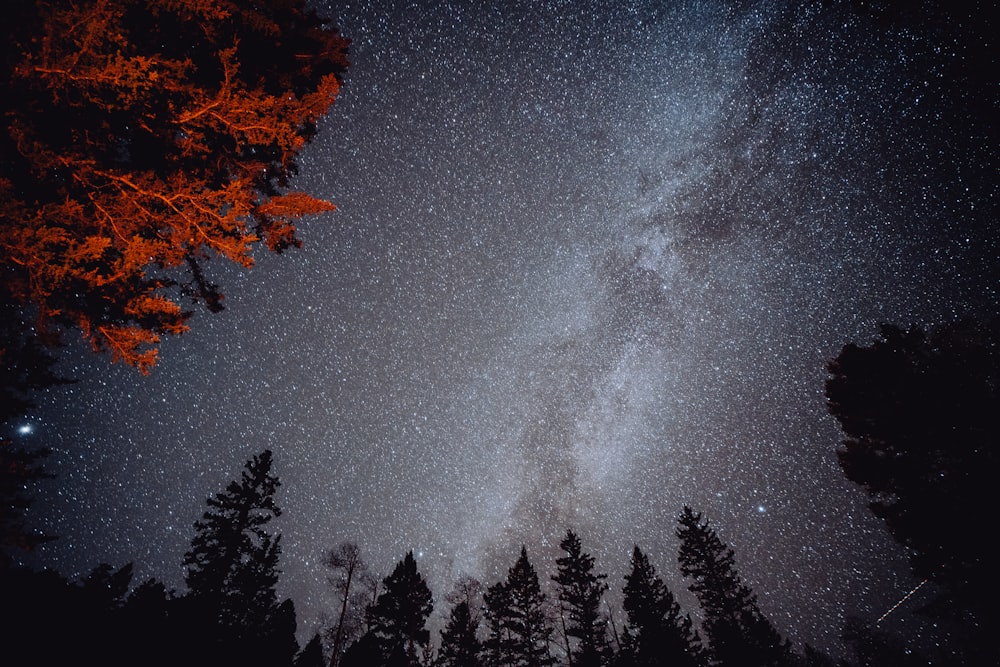 the night sky is filled with stars and trees