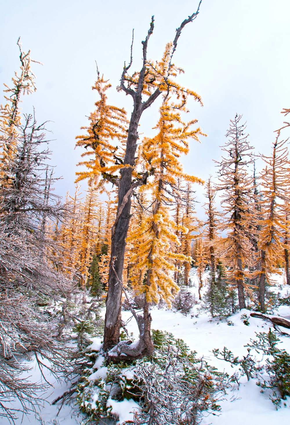 a yellow tree in the middle of a snowy forest