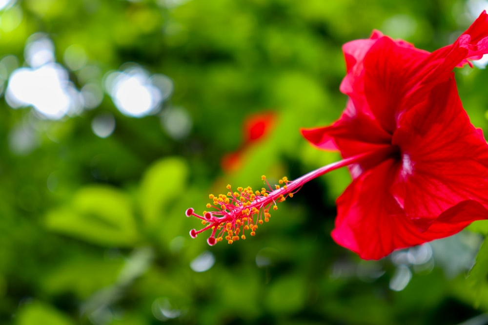 a close up of a red flower with green leaves in the background