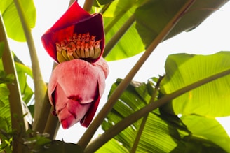 A vibrant banana blossom is prominently featured, surrounded by lush, green banana leaves. The blossom is bright red with a layered, petal-like structure, and reveals small banana flowers inside.