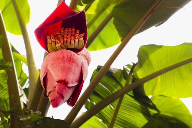 A vibrant banana blossom is prominently featured, surrounded by lush, green banana leaves. The blossom is bright red with a layered, petal-like structure, and reveals small banana flowers inside.