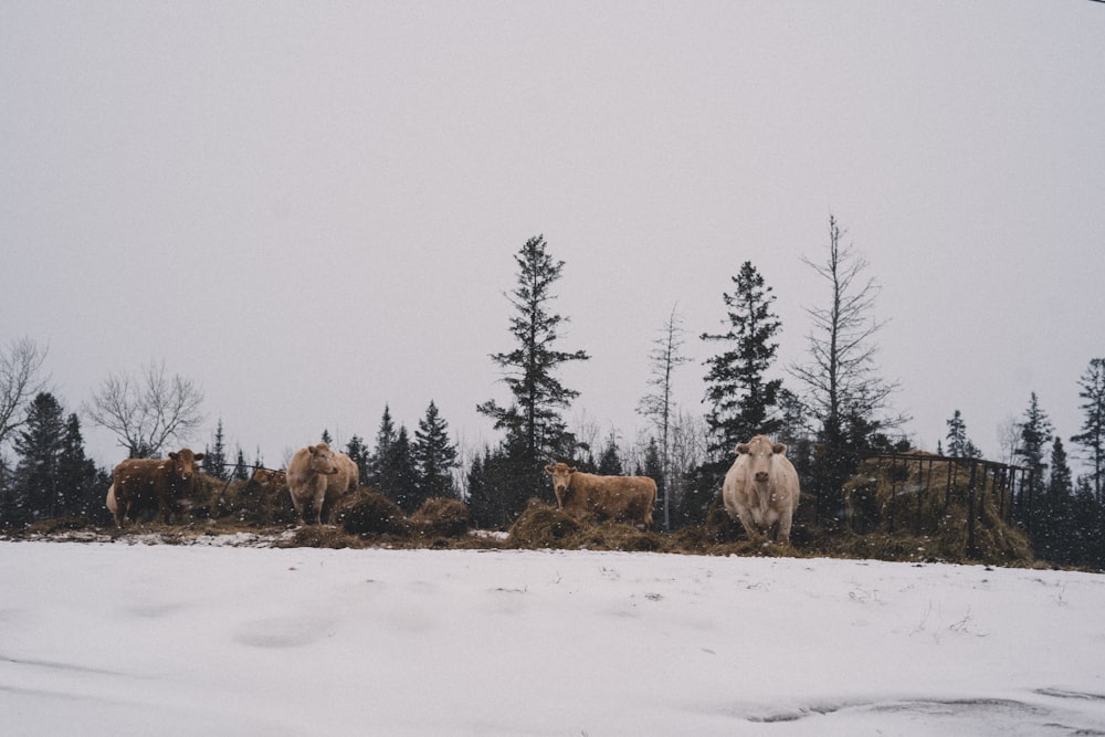 a herd of cattle standing on top of a snow covered field