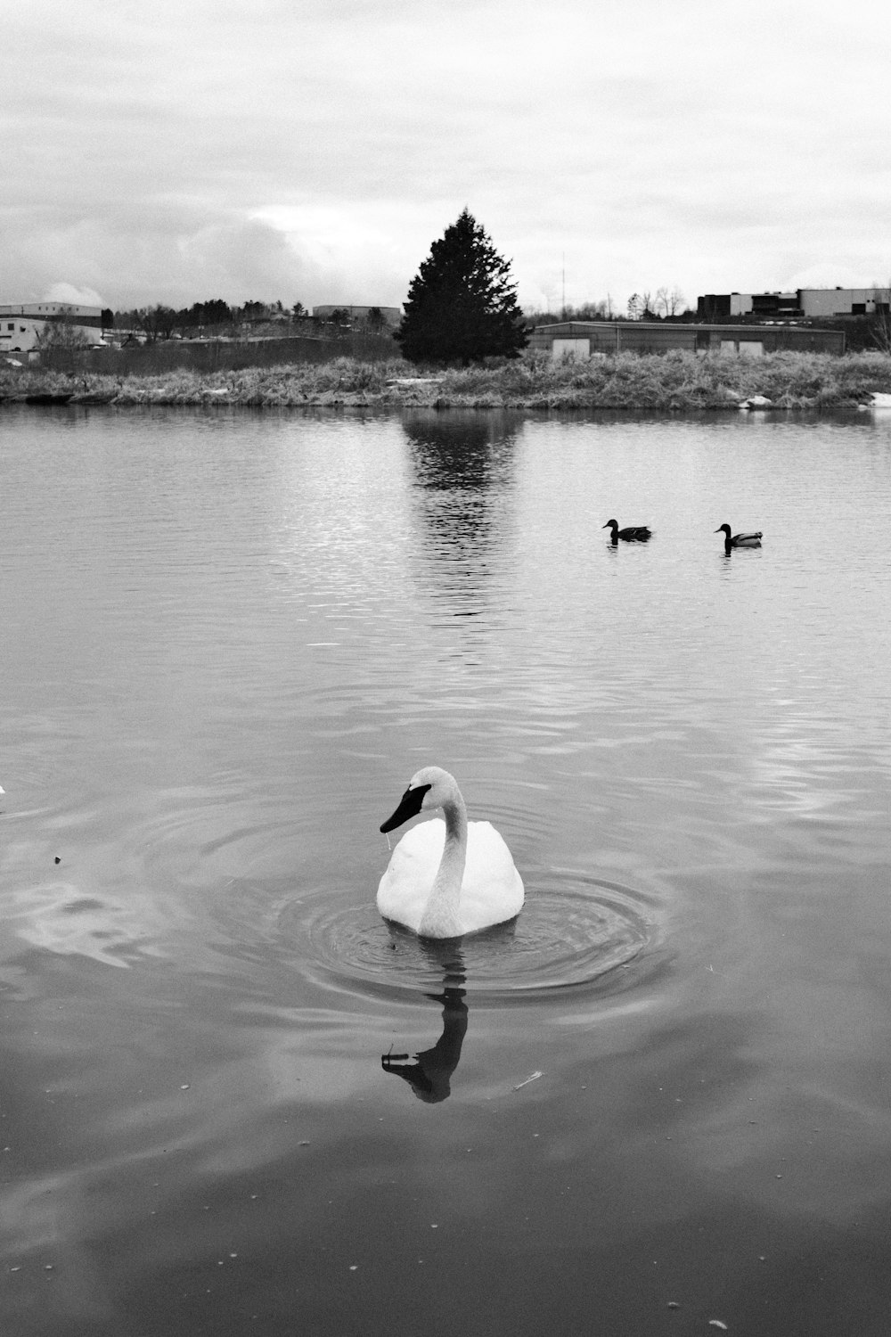 a black and white photo of a swan swimming in a lake
