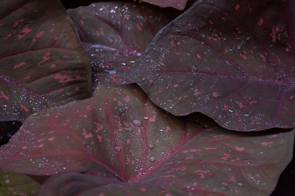 a close up of a plant with water droplets on it