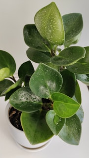 A close-up of a beautiful indoor plant thriving in a self-watering pot.