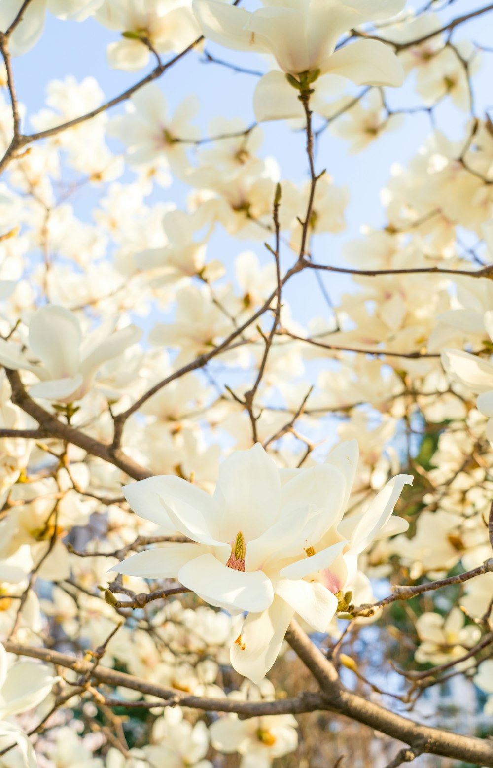 a tree with white flowers and a blue sky in the background