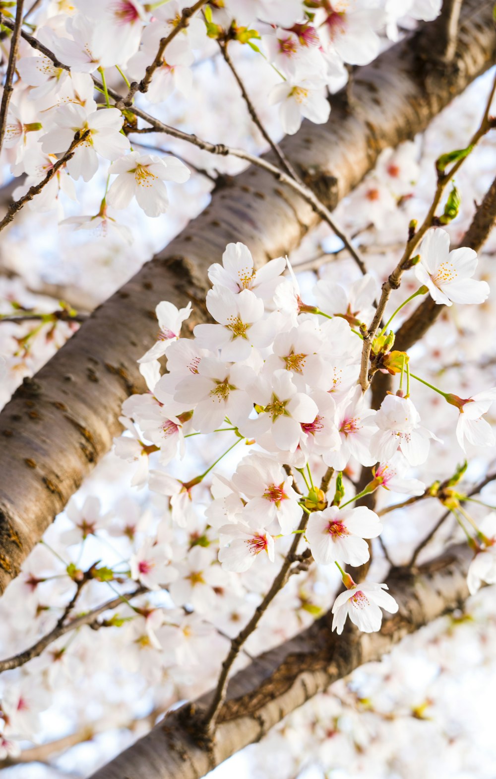 a tree with lots of white flowers on it