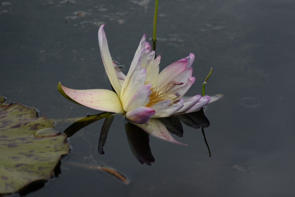 a white and pink flower floating on top of a body of water