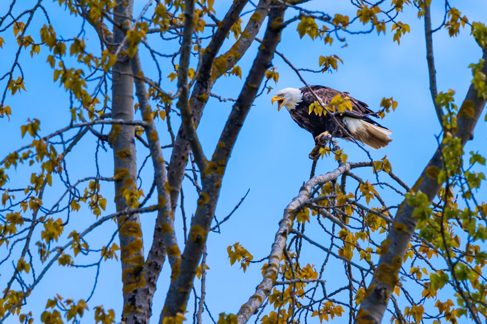 Ein Weißkopfseeadler sitzt auf einem Ast