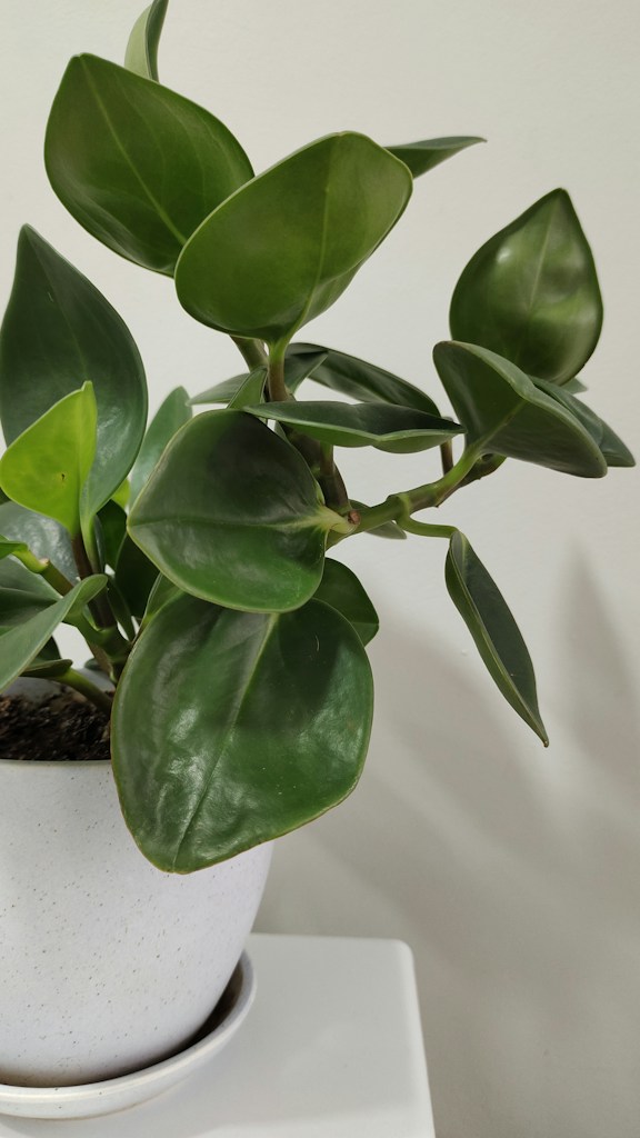 Potted ZZ Plant