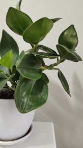 Potted ZZ Plant