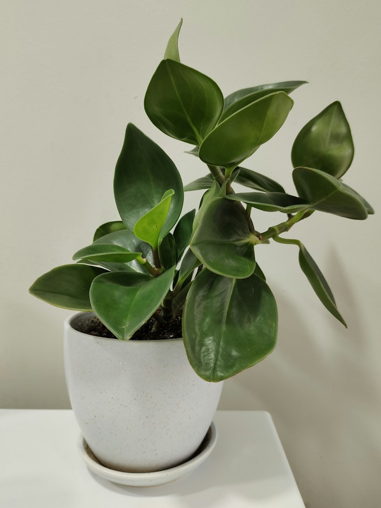Monstera Deliciosa