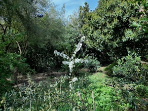 Premium Garden Plants