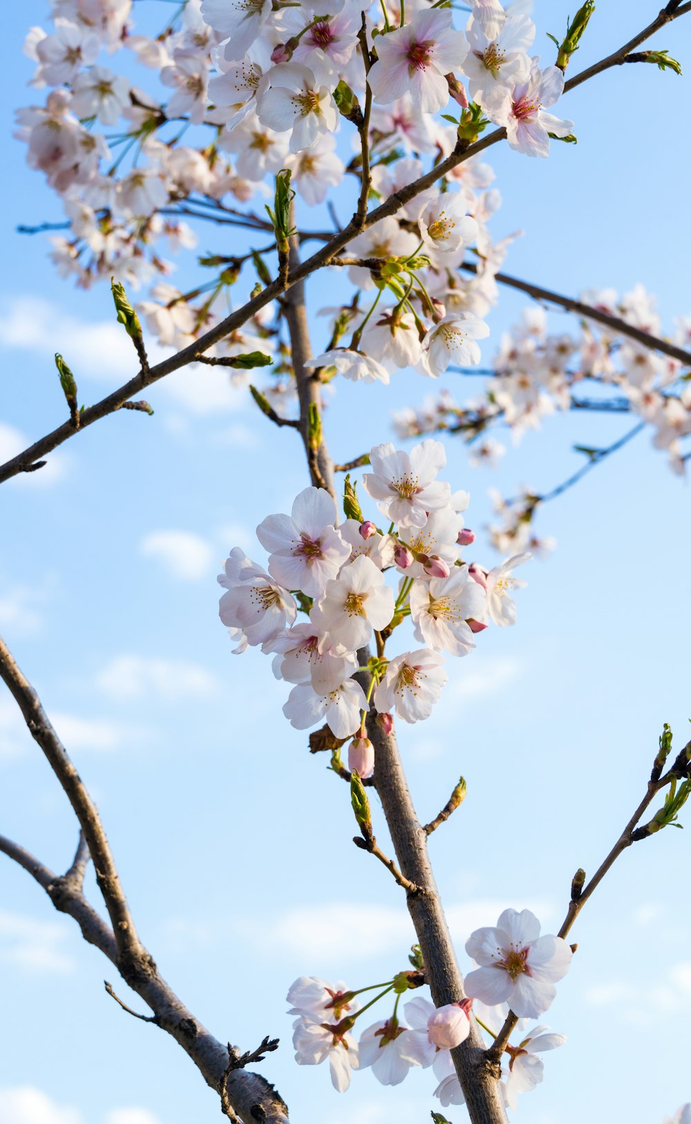 白い花を持つ木の接写