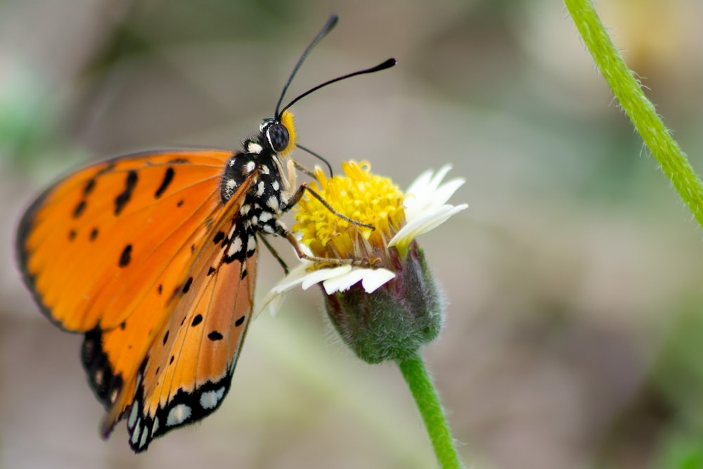 a close up of a butterfly on a flower