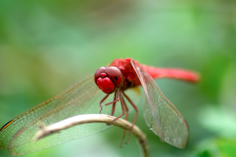 a red dragonfly sitting on top of a leaf
