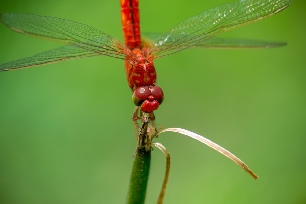 a red dragonfly sitting on top of a green plant