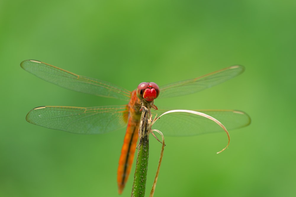 a red dragonfly sitting on top of a green plant