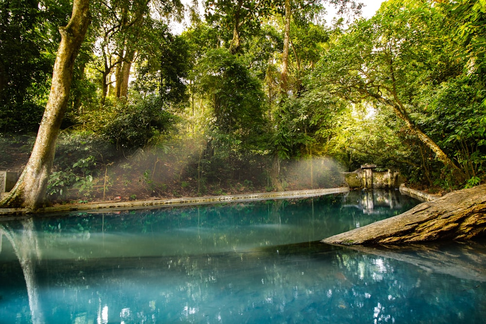 a blue pool surrounded by trees in a forest