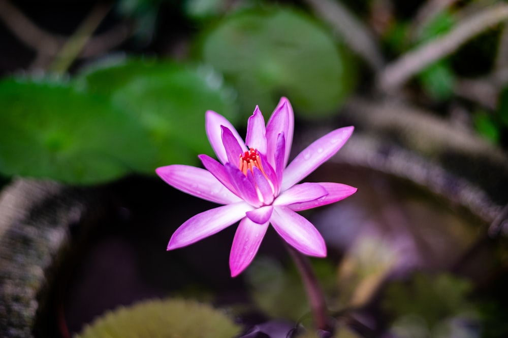 a pink flower with green leaves in the background