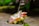 A serene outdoor altar with traditional offerings and incense sticks burning.