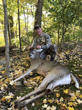 A person in camouflage clothing is kneeling in a forested area amidst fallen autumn leaves, holding the antlers of a large deer that is lying on the ground. The forest is dense with trees and the ground is covered in yellow and brown leaves.