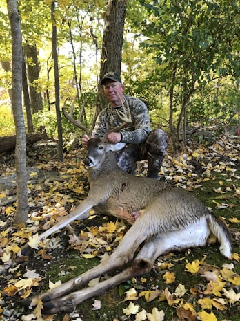 A person in camouflage clothing is kneeling in a forested area amidst fallen autumn leaves, holding the antlers of a large deer that is lying on the ground. The forest is dense with trees and the ground is covered in yellow and brown leaves.