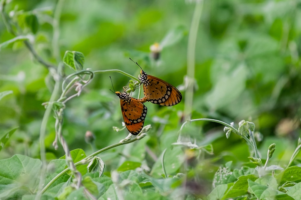 two butterflies sitting on top of a green plant