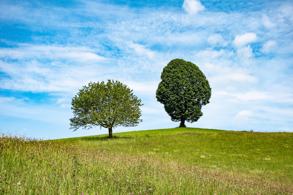 two trees on a grassy hill under a blue sky