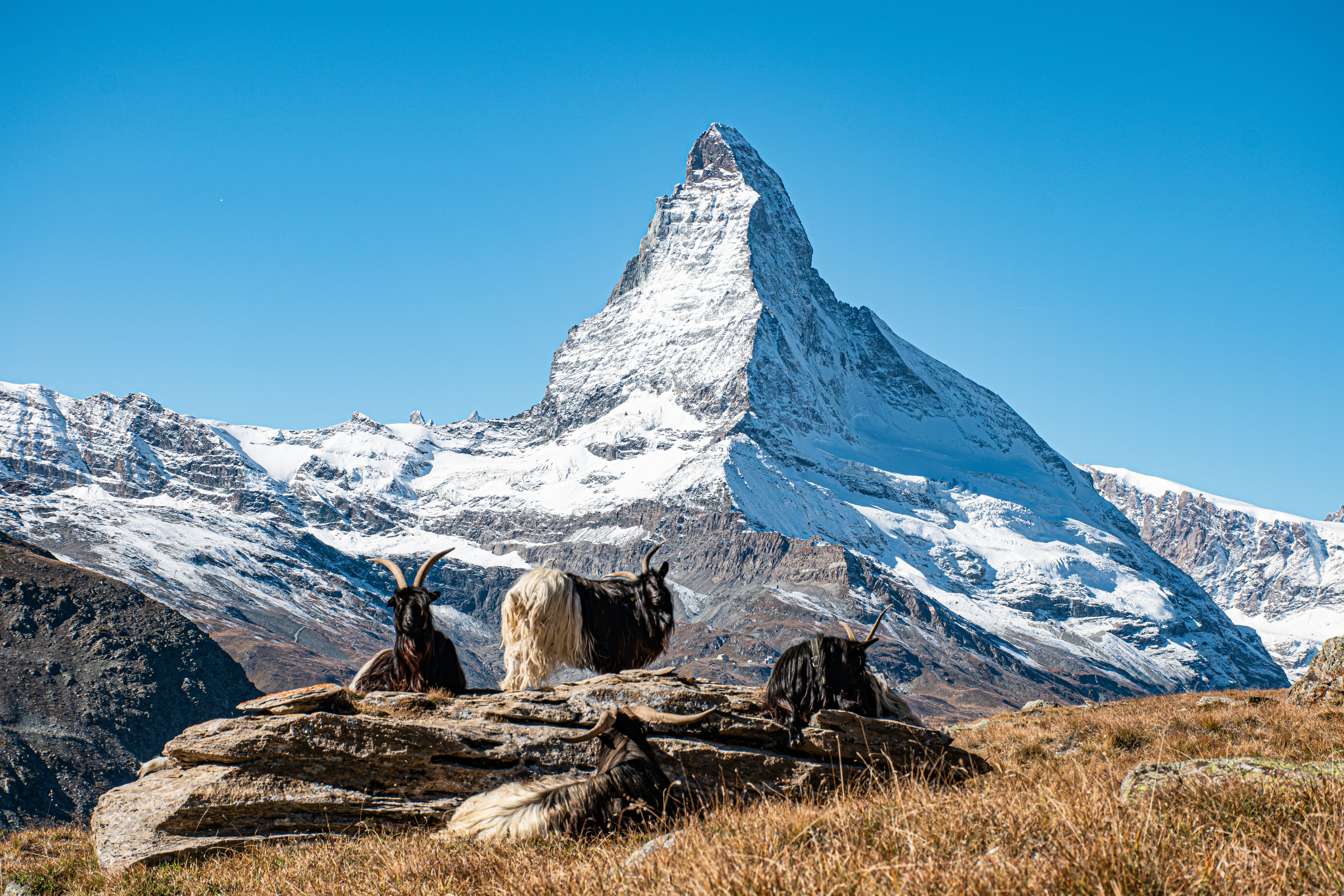 Un groupe de chèvres assises au sommet d’une montagne