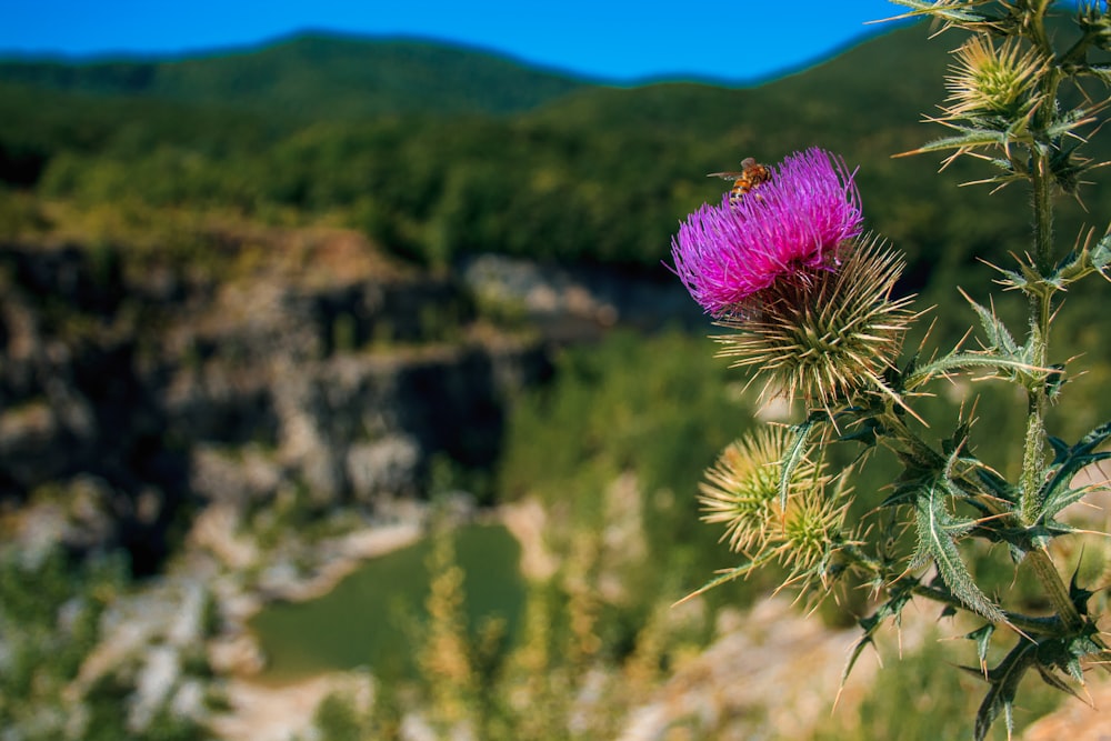 a purple flower with a mountain in the background